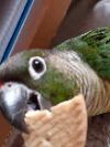PAULAGAL
