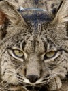 Lince_Estepario